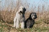 BEDLINGTON TERRIER 158